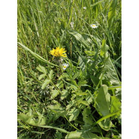 1 kg e 2 kg - Fienoso di Nonno Iam