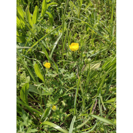 1 kg e 2 kg - Fienoso di Nonno Iam