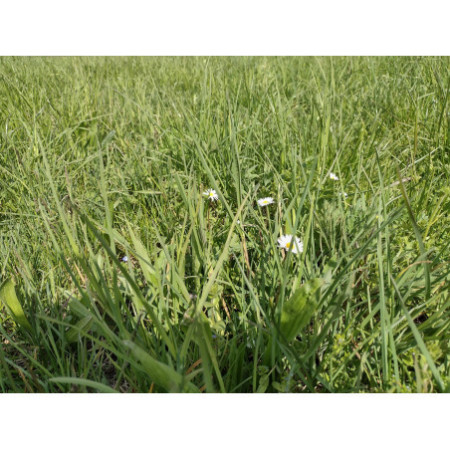 1 kg e 2 kg - Fienoso di Nonno Iam