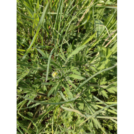 1 kg e 2 kg - Fienoso di Nonno Iam