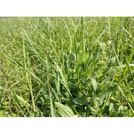 1 kg e 2 kg - Fienoso di Nonno Iam