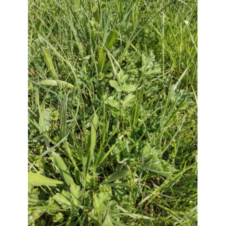 1 kg e 2 kg - Fienoso di Nonno Iam