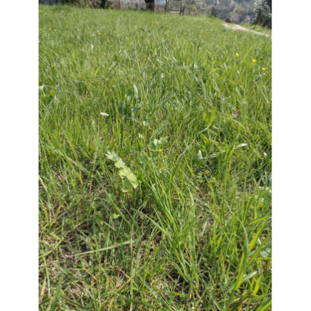 1 kg e 2 kg - Fienoso di Nonno Iam