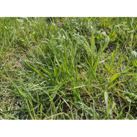 1 kg e 2 kg - Fienoso di Nonno Iam