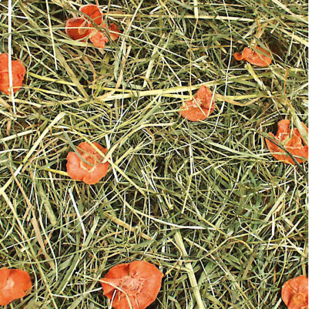 Fieno Aromatico con Carote - Ricco di Beta-Carotene per Roditori
