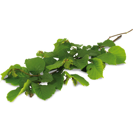 Rami di Nocciolo per Roditori - Snack Naturale e Salutare