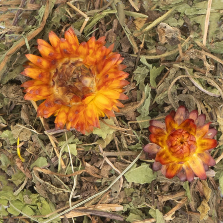 Tarassaco e Cumino Essiccati per Roditori e Conigli | Supporto Digestivo Naturale