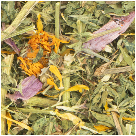 Echinacea e trifoglio di erba medica