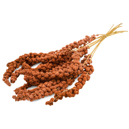 Panico Rosso di Alta Qualità per Roditori e Uccelli - Sano e Naturale