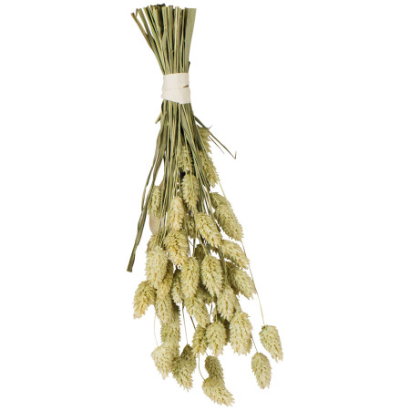 Semi di Scagliola Maturati al Sole - Attività Naturale per Animali