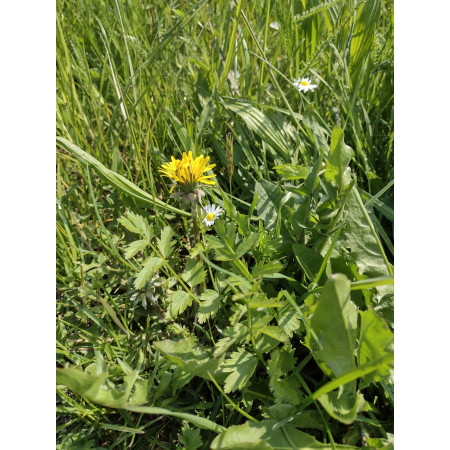 Fieno Biologico 100% Naturale per Roditori e Conigli - FienoSo da 12 kg