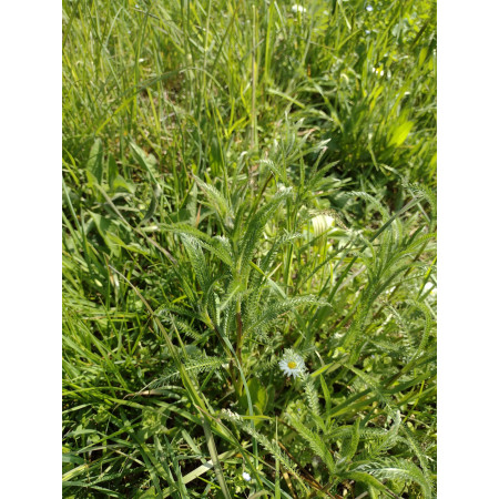 Fieno Biologico 100% Naturale per Roditori e Conigli - FienoSo da 12 kg