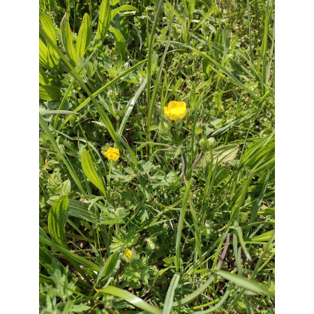 Fieno Biologico 100% Naturale per Roditori e Conigli - FienoSo da 12 kg