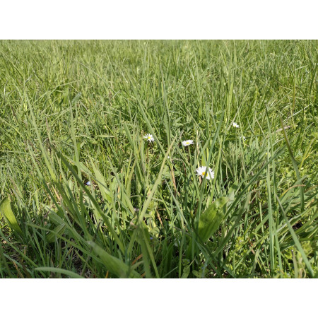 Fieno Biologico 100% Naturale per Roditori e Conigli - FienoSo da 12 kg