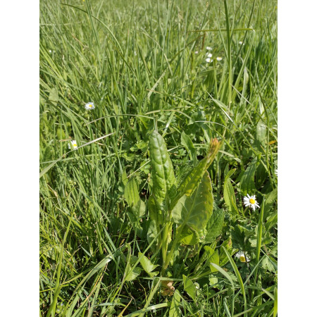 Fieno Biologico 100% Naturale per Roditori e Conigli - FienoSo da 12 kg