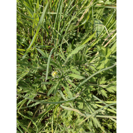 Fieno Biologico 100% Naturale per Roditori e Conigli - FienoSo da 12 kg