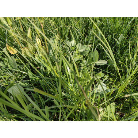 Fieno Biologico 100% Naturale per Roditori e Conigli - FienoSo da 12 kg