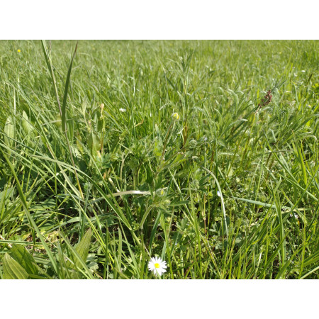 Fieno Biologico 100% Naturale per Roditori e Conigli - FienoSo da 12 kg