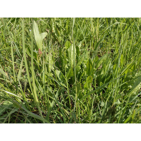 Fieno Biologico 100% Naturale per Roditori e Conigli - FienoSo da 12 kg