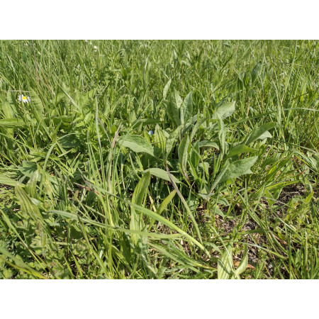 Fieno Biologico 100% Naturale per Roditori e Conigli - FienoSo da 12 kg