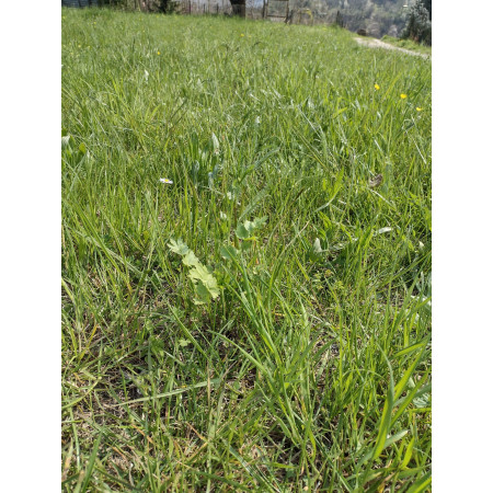 Fieno Biologico 100% Naturale per Roditori e Conigli - FienoSo da 12 kg