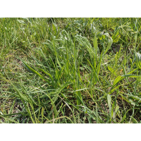 Fieno Biologico 100% Naturale per Roditori e Conigli - FienoSo da 12 kg