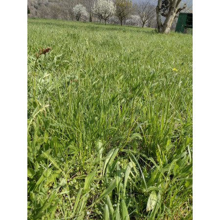 Fieno Biologico 100% Naturale per Roditori e Conigli - FienoSo da 12 kg