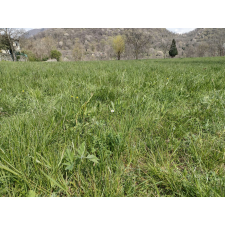 Fieno Biologico 100% Naturale per Roditori e Conigli - FienoSo da 12 kg