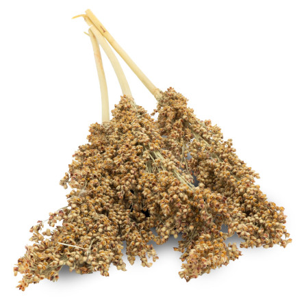 DARI HARVEST Essiccato per roditori | Miglio naturale e salutare per il benessere